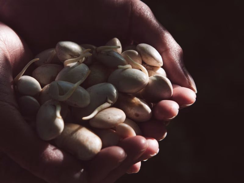 Apprenez à planter des graines