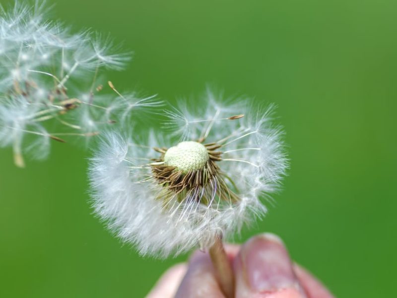 Comment faire du thé minceur au pissenlit ?
