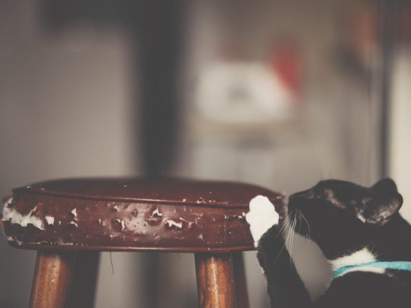 À quoi sert la griffe du chat