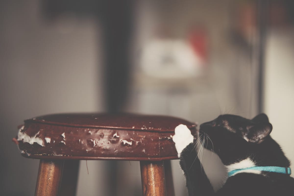 À quoi sert la griffe du chat